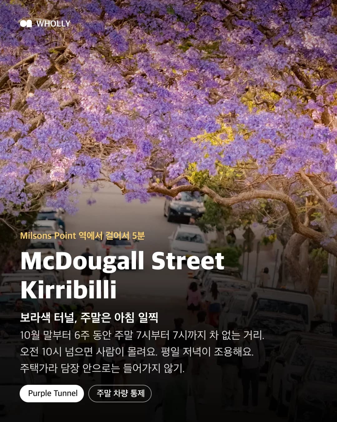 Kirribilli McDougall Street 자카란다 터널과 주말 차량 통제, 이른 아침 방문 팁